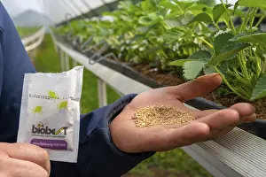 Biological pest control by beneficial