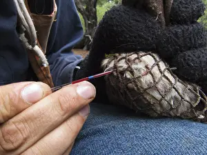 Biologist taking blood from Red Squirrel for DNA analysis