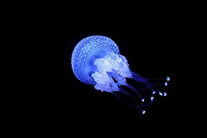 Bioluminescent Jellyfish Phyllorhiza punctata white-spotted jellyfish aka floating bell