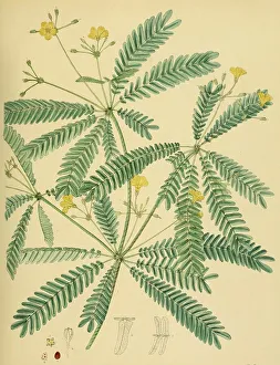 Biophytum intermedium, native to Southeast Asia
