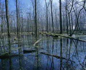 Biotope, wetland