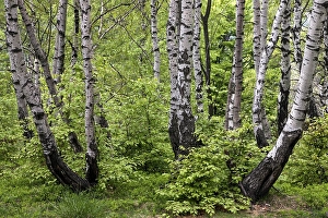 Birch (Betula), birch grove, birch forest in Monte Cambarogno