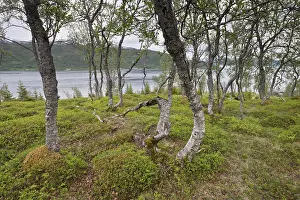 Birch (Betula pendula) forest, Lofoten