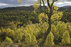 Birch (Betula pendula) and Scots Pine (Pinus sylvestris) forest around River Affric