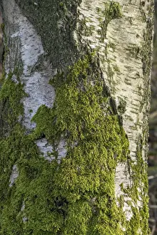 Birch (Betula) trunk-moss-covered
