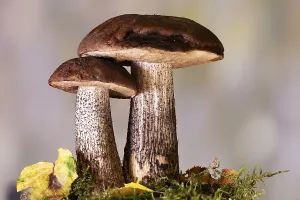Birch bolete (Leccinum scabrum) grows at the edge of forests