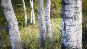 Birch forest