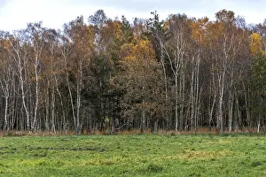 Birch forest, autumn coloured birch trees (Betula)