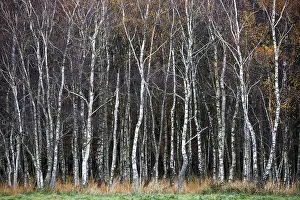 Birch forest, autumn coloured birch trees (Betula)