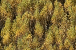 Birch forest in autumn, Herscheid