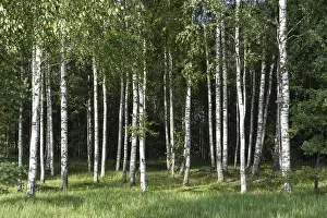 Birch forest (Betula) on the Baltic coast of the Baltic Sea