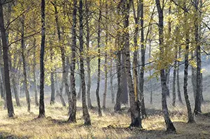 Birch forest (Betula pendula) in autumn