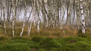 Birch forest and fog at daybreak in the Molberger Dose