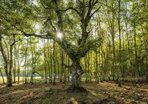 Birch forest with gnarled old birch (Betula)
