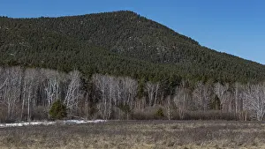Birch forest, Imantau, Kokshetau National Park