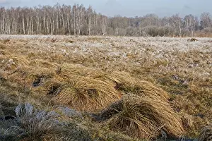 Birch forest and large sedge meadow, Bavaria