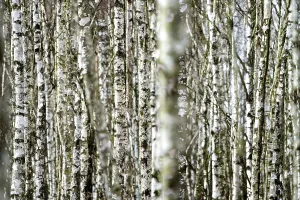 Birch forest as a natural burial grave site