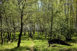 Birch forest near Breitenau
