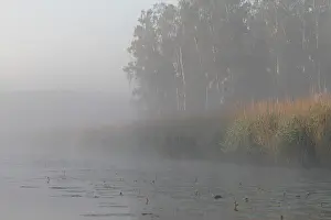 Birch forest near the shore in the fog on the Trebel River