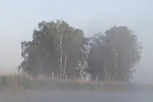 Birch forest near the shore in the fog on the Trebel River