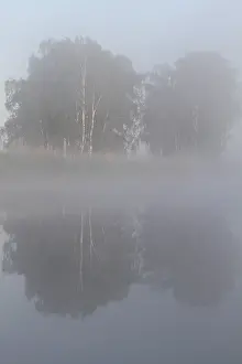 Birch forest near the shore in the fog on the Trebel River with reflection in the water