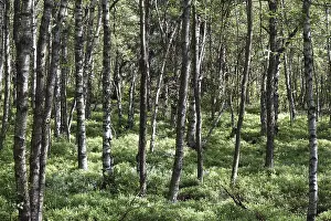Birch forest on the Red Moor in the Rhon<br> Birch forest on the Red Moor in the Rhn
