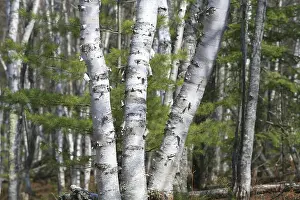 Birch forest on sandy soil in Pictured Rocks National Lakeshore