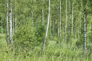 Birch forest, Soderasen