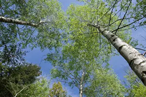 Birch forest in spring, birch (Betula)