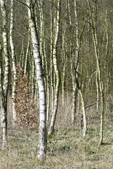 Birch forest in winter time