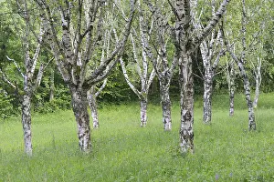 Birch grove (Betula pendula), Ihringen