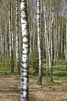 Framed Print : Birch grove in spring Framed Print : Birch grove in spring
