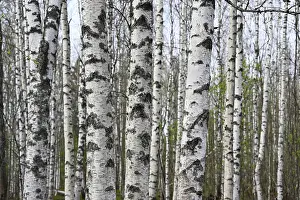 Birch grove on a spring day, the leaves begin to bloom