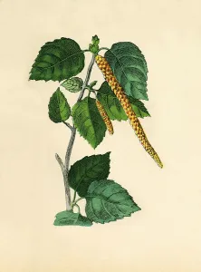 Birch, historical illustration