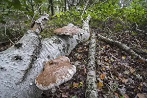 Birch polypore (Piptoporus betulinus) birch bracket