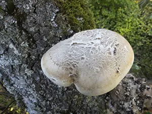 Birch Polypore (Piptoporus betulinus) fruiting body