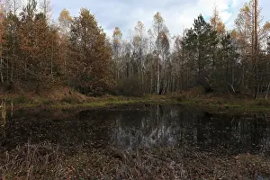 Birch quarry forest, Bavaria