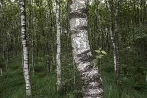 Birch quarry forest (Betula pendula)