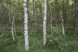 Birch quarry forest (Betula pendula)