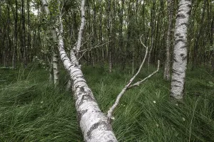Birch quarry forest (Betula pendula)