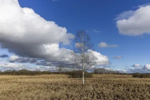 Birch, reeds and moor landscape