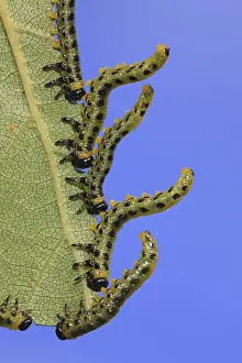 Birch Sawfly (Croesus septentrionalis) larvae
