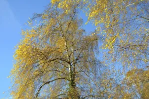 Birch tree in autumn colour