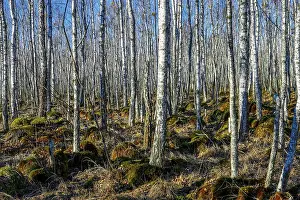 Birch tree forest on a Swamp in a sunny spring day