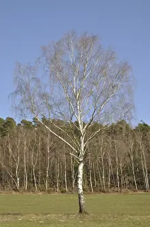 Birch, tree, nature, meadow, forest