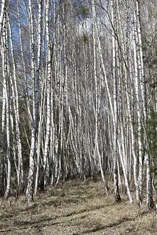 Birch trees (Betula), birch forest