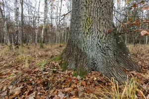 Birch trees (Betula), birch forest