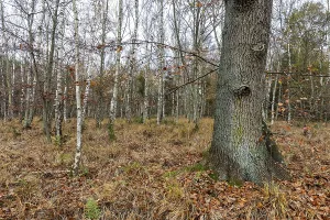 Birch trees (Betula), birch forest