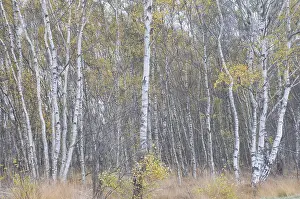 Birch trees (Betula pendula) in the fall