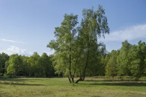 Birch trees growing in a green meadow under a blue sky